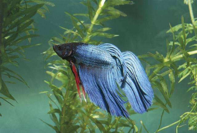 Dấu hiệu cá túm lắc