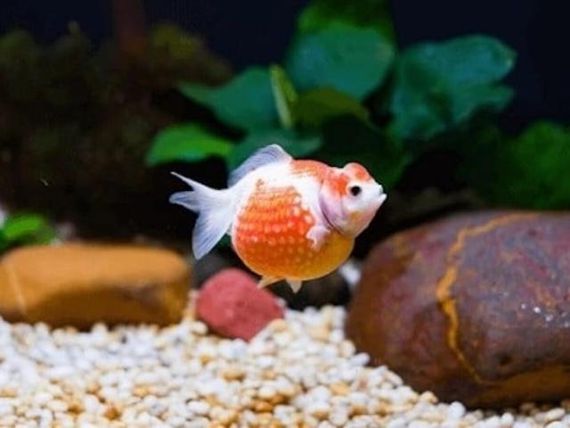 Điều kiện nuôi cá Ping Pong