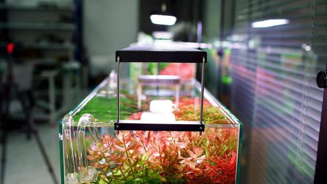 Đèn chihiros phù hợp với ai