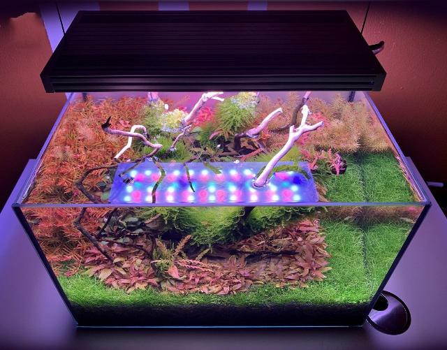 Nên chọn đèn RGB hay WRGB