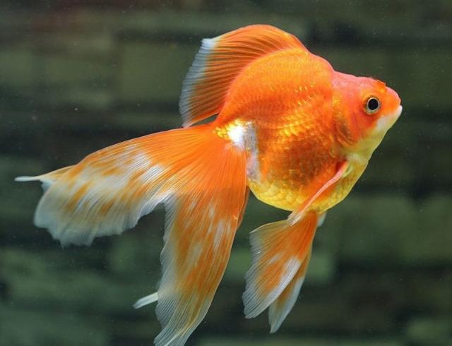 Cá vàng ba đuôi