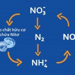 Các giai đoạn của chu kỳ nitơ 