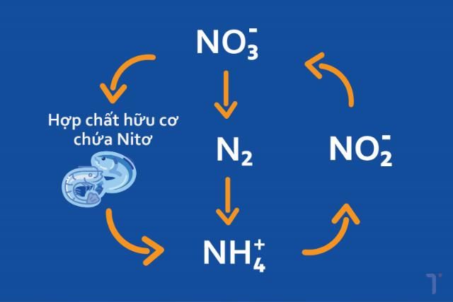 Các giai đoạn của chu kỳ nitơ 