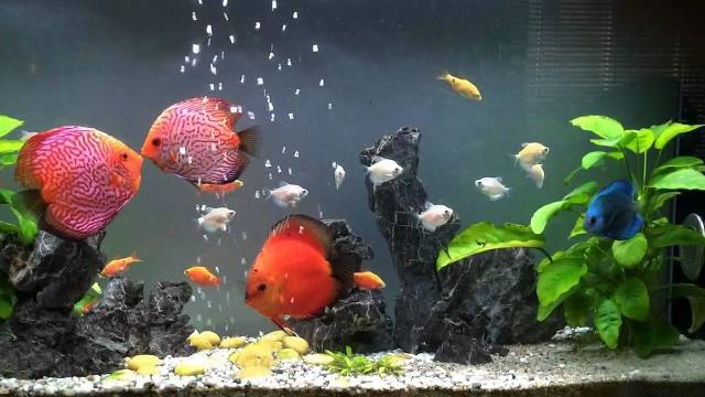 Cách khử mùi bể cá phổ biến