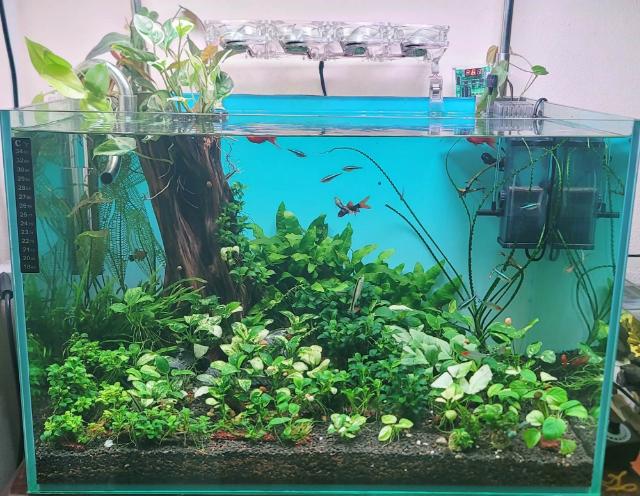 Chu kỳ nitơ trong bể cá