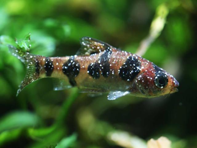 Bệnh đốm trắng cá cảnh