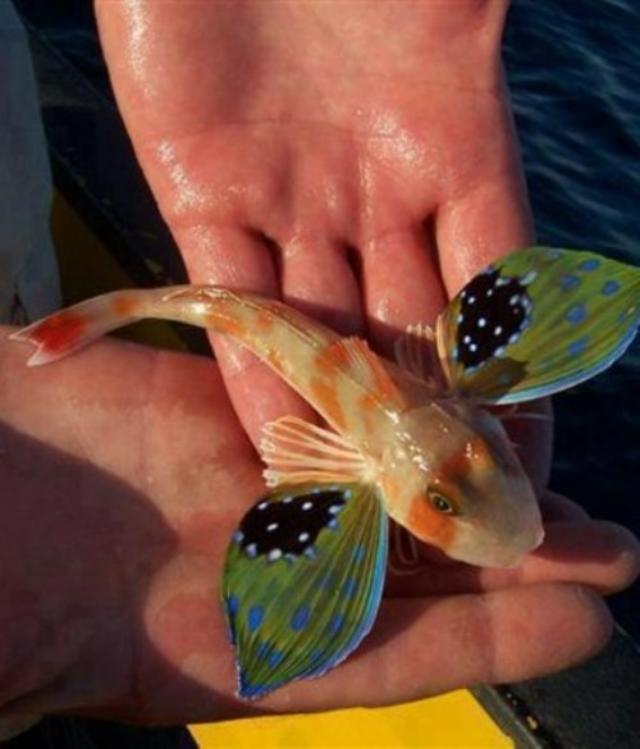 Cá cánh bướm có khó nuôi không