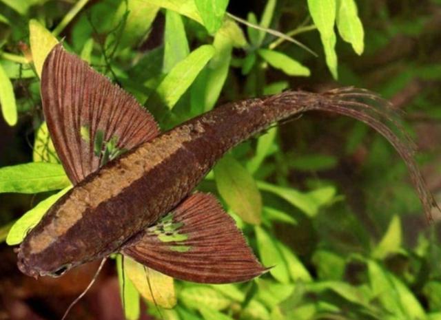 Cá cánh bướm có nuôi chung được không