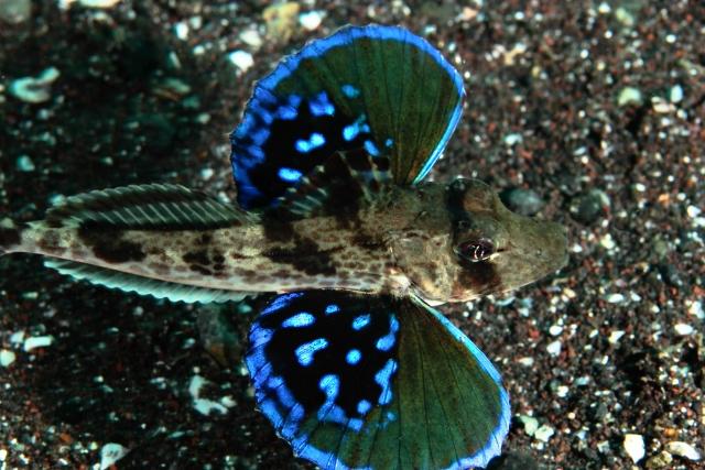 Cá cánh bướm phổ biến 