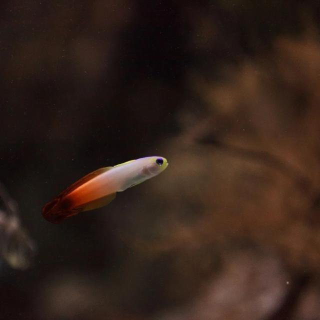 Cá cờ lửa ăn được không