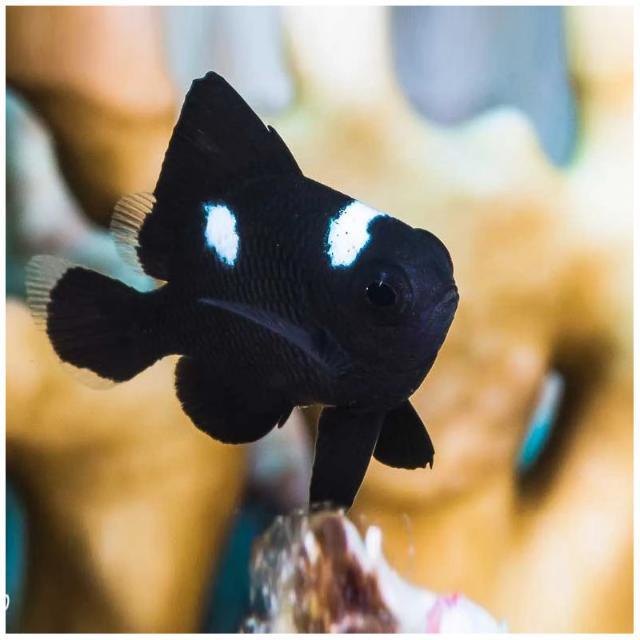 Cá domino có hung giữ không