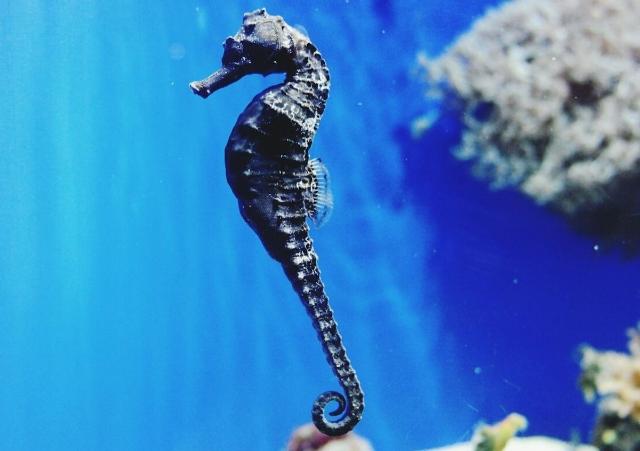 Cá ngựa là gì? Đặc điểm, công dụng và cách dùng đúng 4 Cá ngựa đen