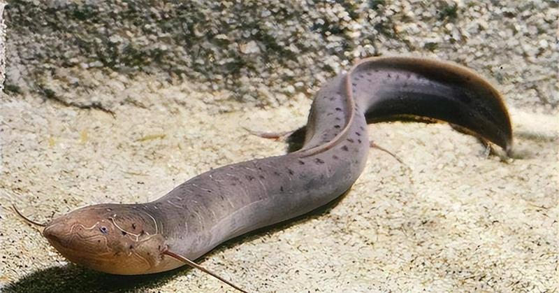 Cá phổi châu phi