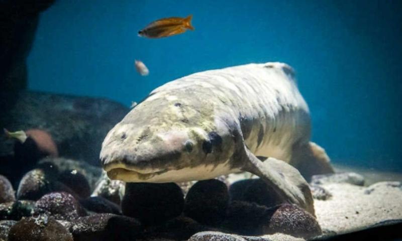 Cá phổi nuôi chung được không