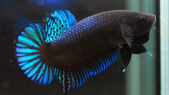 Cá thia là cá gì? Cách nuôi cá thia đúng cho người mới 4 Cá thia đá