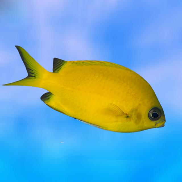 Cá thia là cá gì? Cách nuôi cá thia đúng cho người mới 1 Cá thia