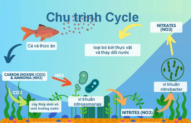 Chu kỳ nitơ trong bể cá đúng chuẩn
