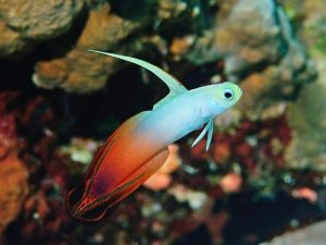 Có nên nuôi được cá lửa không