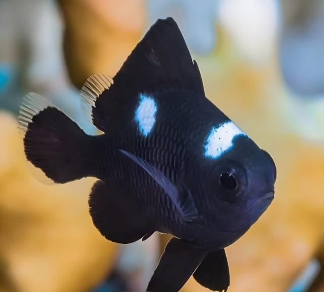 Đặc điểm của cá domino