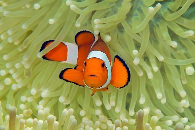 Đặc điểm sinh học của cá hề