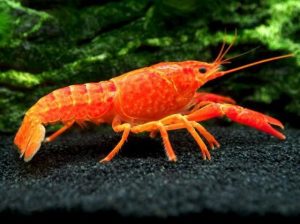 Đặc điểm nổi bật của tôm procam