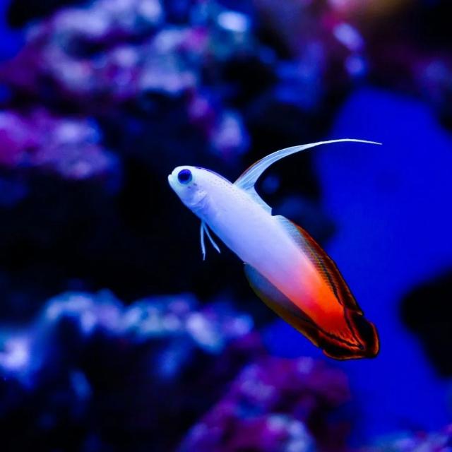 Đặc điểm nhận dạng của cá cờ lửa