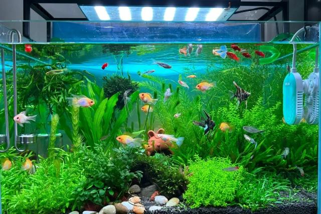 Dấu hiệu nhận biết bể cá hoàn thành chu kỳ nitơ 