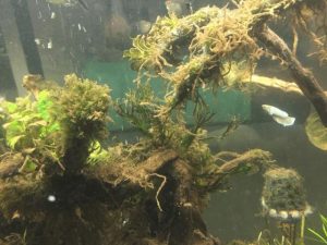 img dich vu khu mui be ca