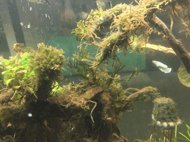 Dịch vụ khử mùi bể cá