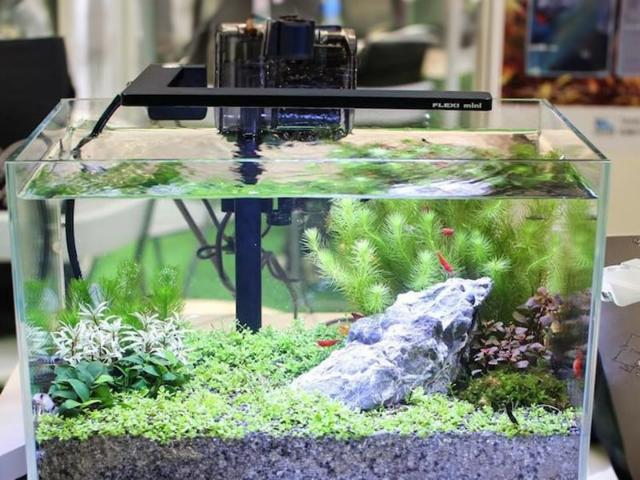 Máy lọc bể cá: Cách chọn đúng giúp nước trong, cá khỏe 3 Điều gì xảy ra khi bể cá không có máy lọc