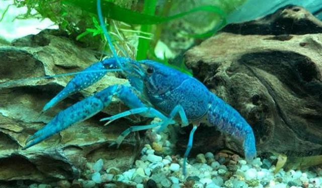 Khả năng thích nghi của tôm procam