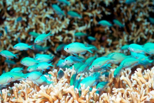 Cá thia là cá gì? Cách nuôi cá thia đúng cho người mới 3 Môi trường sống cá thia