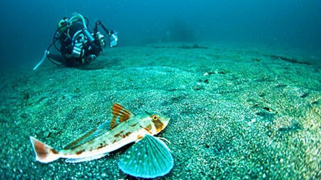 Môi trường sống của cá cánh bướm