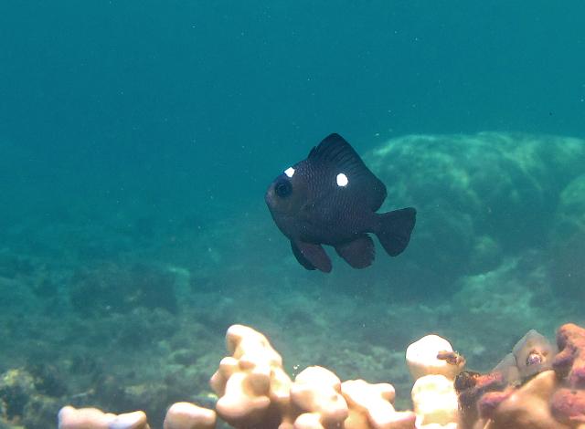 Môi trường sống tự nhiên của cá