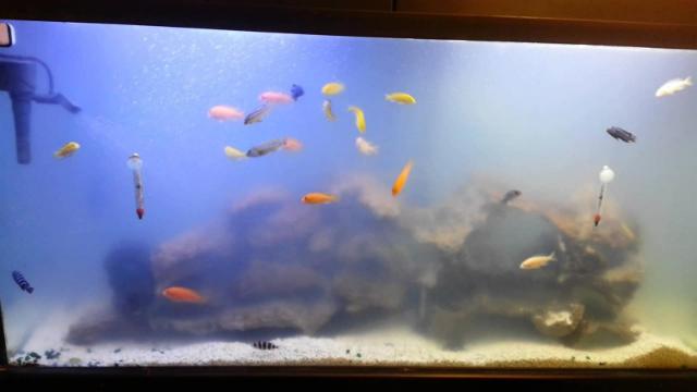 Đục trắng như sương mù