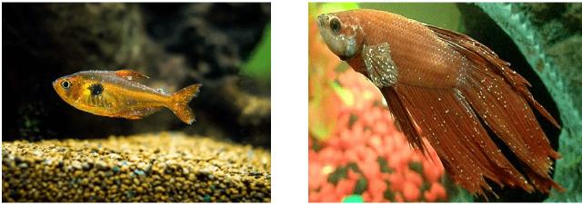 Nguyên nhân khiến cá bị đốm trắng