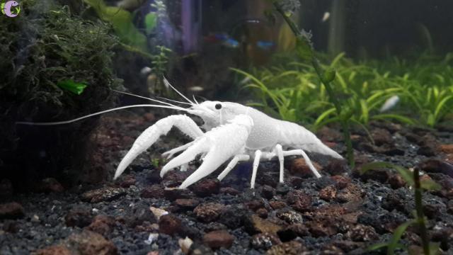 Nhiệt độ PH của tôm procam