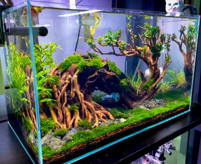 Phòng ngừa đục hồ thủy sinh lâu dài