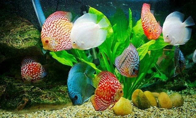 Mùi bể ảnh hưởng đến sức khỏe của cá