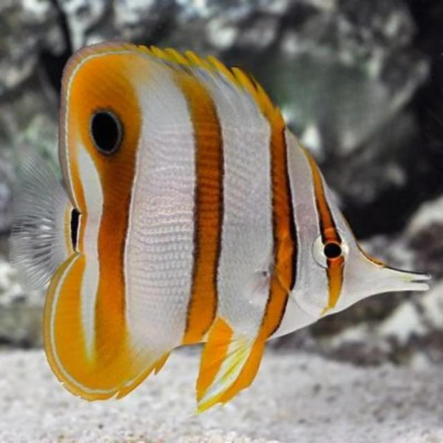 Cá bướm mũi dài nuôi chung với cá nào