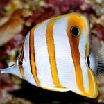 Đặc điểm của ca bướm mũi dài