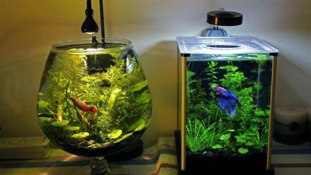 Cách chọn Máy sủi oxy cho bể cá đúng, bền 7 Hướng dẫn lắp đặt máy sủi oxy cho bể cá