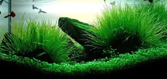 Vai trò của vi sinh trong bể cá cảnh: Hiểu đúng để cá khỏe 4 Các loại vi sinh cho bể cá