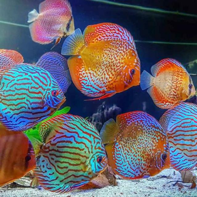 Nguyên nhân cá cảnh bỏ ăn