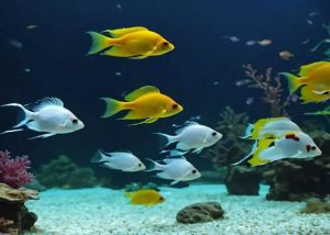 Xử lý cá cảnh bỏ ăn