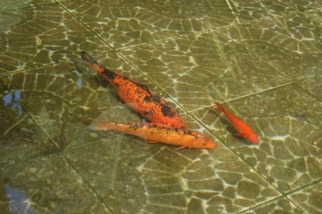 Cá cảnh nằm đáy