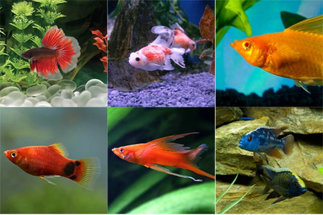 Cá cảnh sống được bao lâu