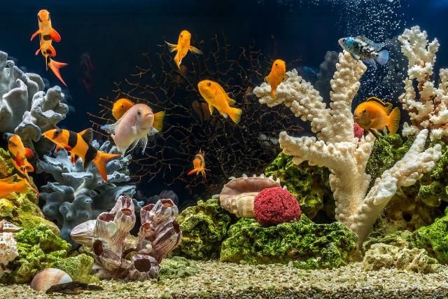 Cách khắc phục cá cảnh nằm đáy