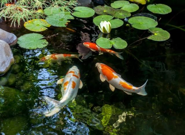 Cá koi sống được bao lâu