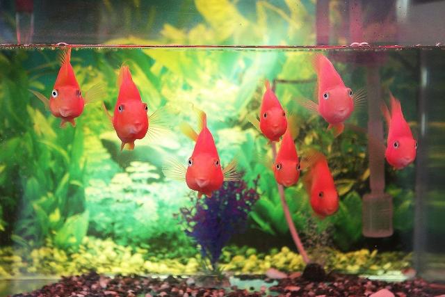 Các yếu tố ảnh hưởng đến cá cảnh